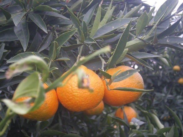 mandarins-on-the-tree